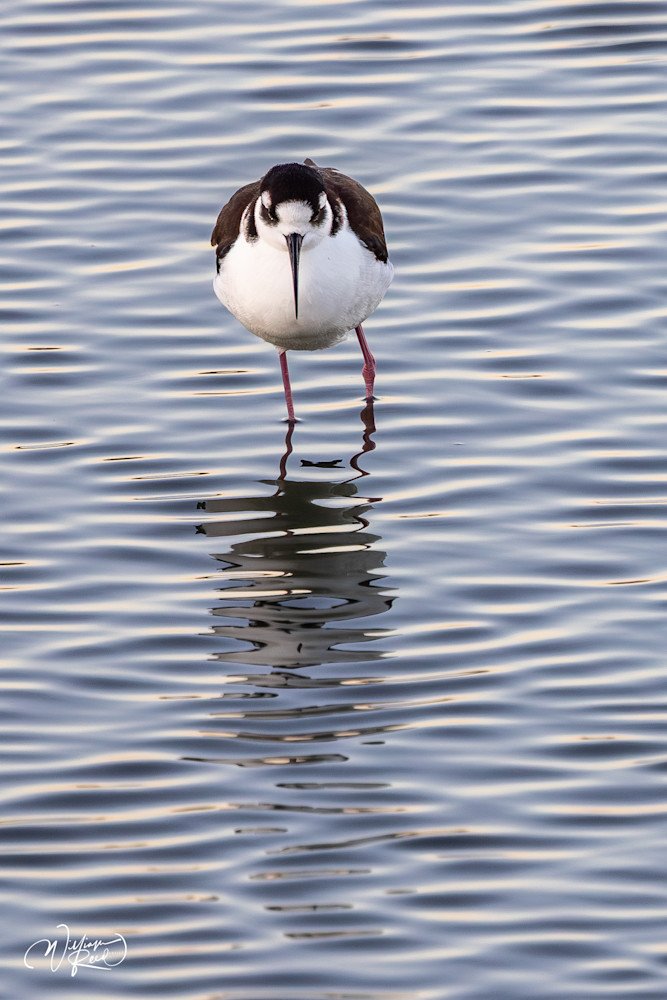 Black-Necked Stilt Front View – Minimalist Shorebird Fine Art Print