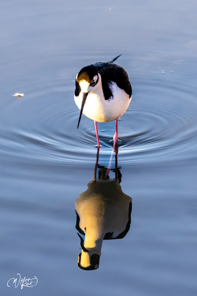 Black-Necked Stilt Reflection Art Print – Minimalist Shorebird Photography