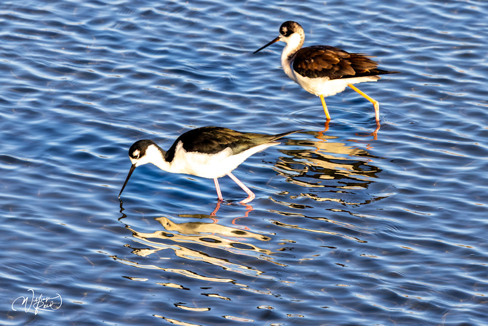 Black-Necked Stilt Feeding Pair Fine Art Print – Coastal Shorebird Photography