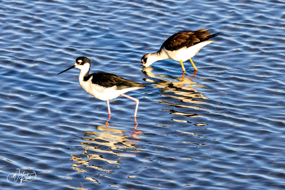Black-Necked Stilt Pair Fine Art Print – Coastal Shorebird Reflection Photography
