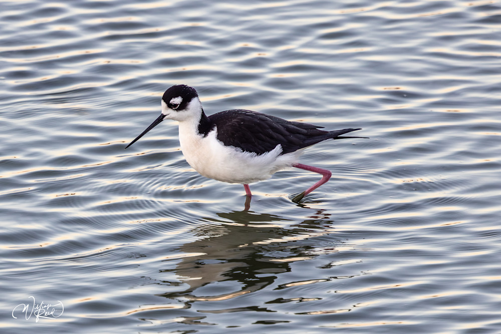 Black-Necked Stilt Fine Art Print – Elegant Shorebird Reflection Photography