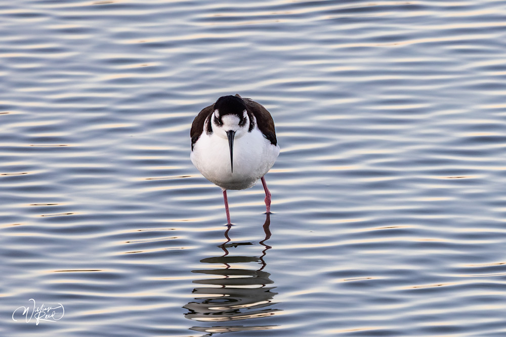 Black-Necked Stilt Fine Art Print – Minimalist Shorebird Wildlife Photography