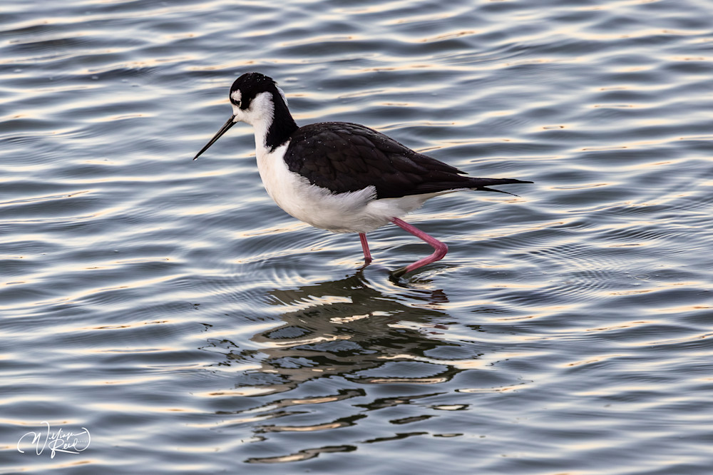 Black-Necked Stilt Fine Art Photography – Wading Shorebird Reflection Print