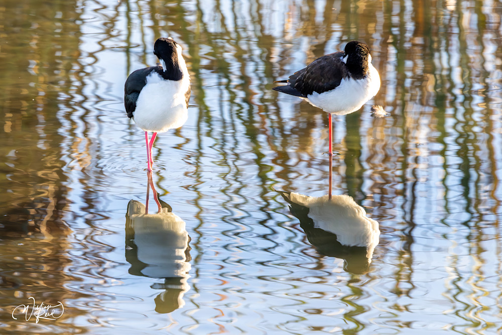 Black-Necked Stilts Fine Art Photography – Among the Reeds Coastal Wall Art