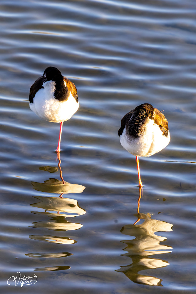Black-Necked Stilts Fine Art Photography – Twin Reflections Coastal Wall Art