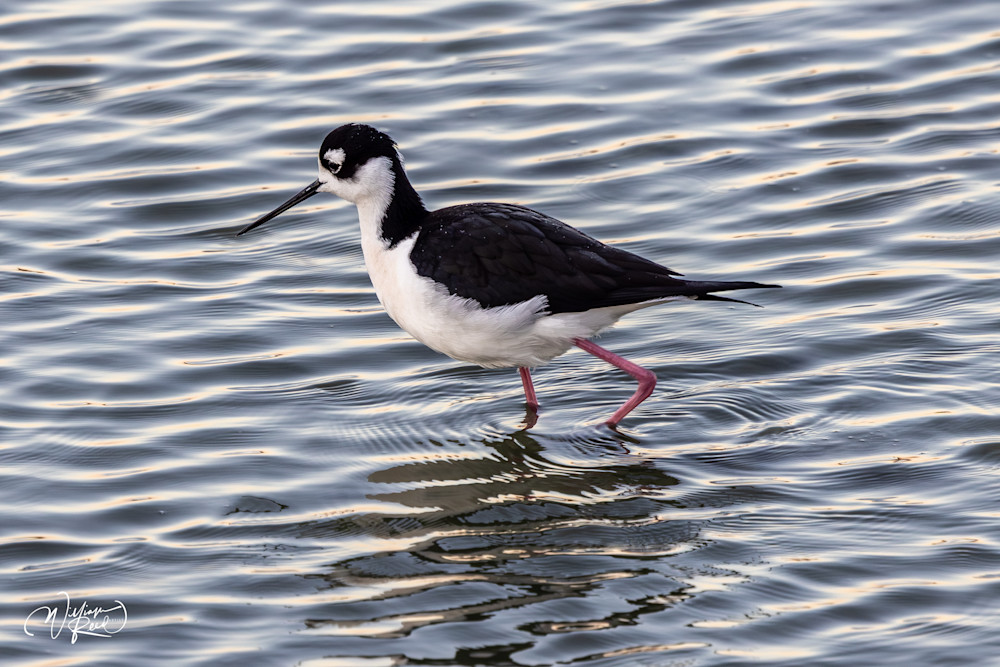 Black-Necked Stilt Walking | Fine Art Shorebird Photography