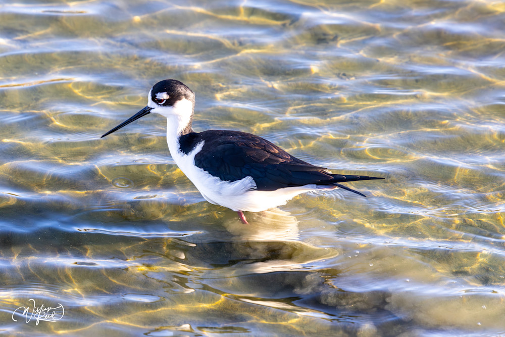 Black-Necked Stilt in Golden Water | Coastal Wildlife Art