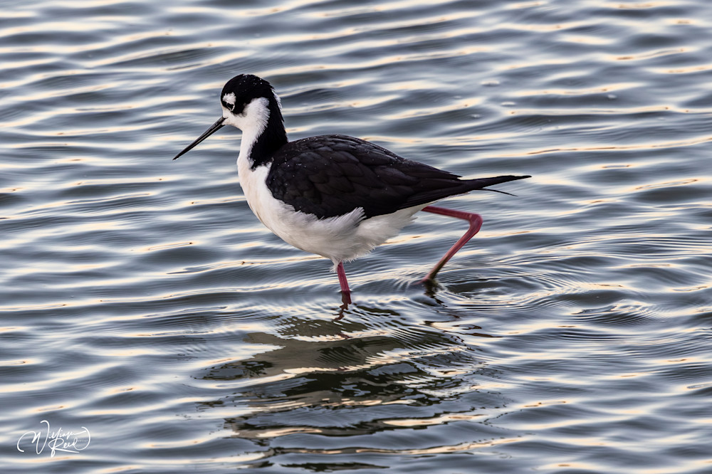 Black-Necked Stilt Wading | Fine Art Shorebird Photography