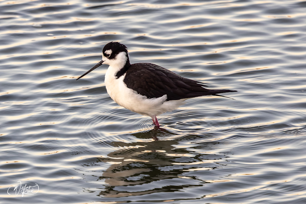 Black-Necked Stilt Reflection | Coastal Shorebird Photography