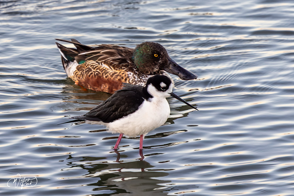 Black-Necked Stilt and Northern Shoveler | Marsh Wildlife Photography