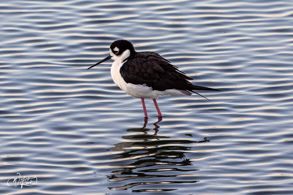 Black-Necked Stilt in Silver Water | Shorebird Fine Art Photography