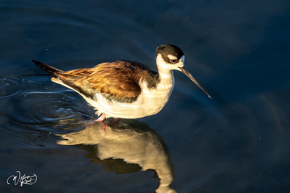 Black-Necked Stilt Golden Reflection | Shorebird Fine Art Photography