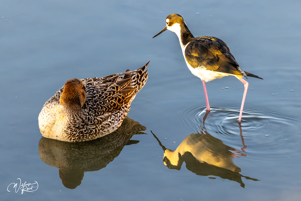 Black-Necked Stilt and Teal at Dawn | Shorebird Fine Art Photography