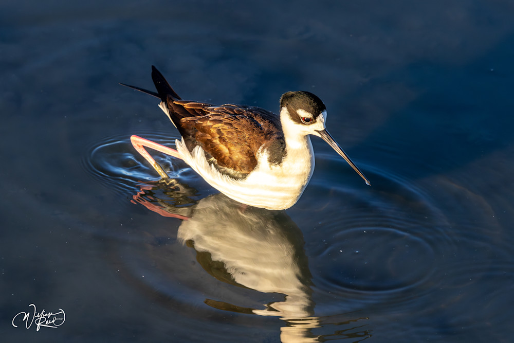 Black-Necked Stilt in Golden Calm | Shorebird Fine Art Photography