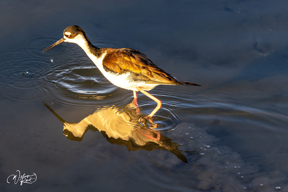Black-Necked Stilt in Golden Reflection | Shorebird Fine Art Photography