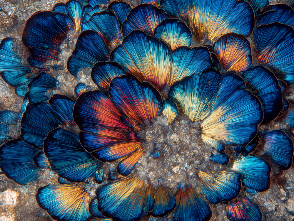 Cobalt Fireflowers Macro Floral Wall Art