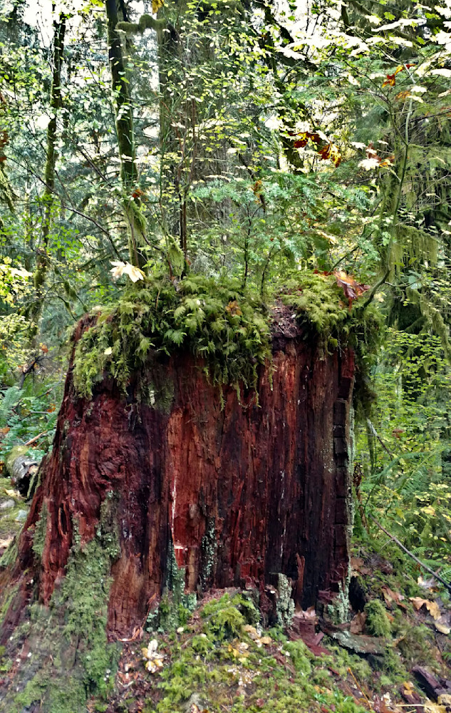 Nurse Log   Opal Creek Wilderness Photography Art | InYourBackyard