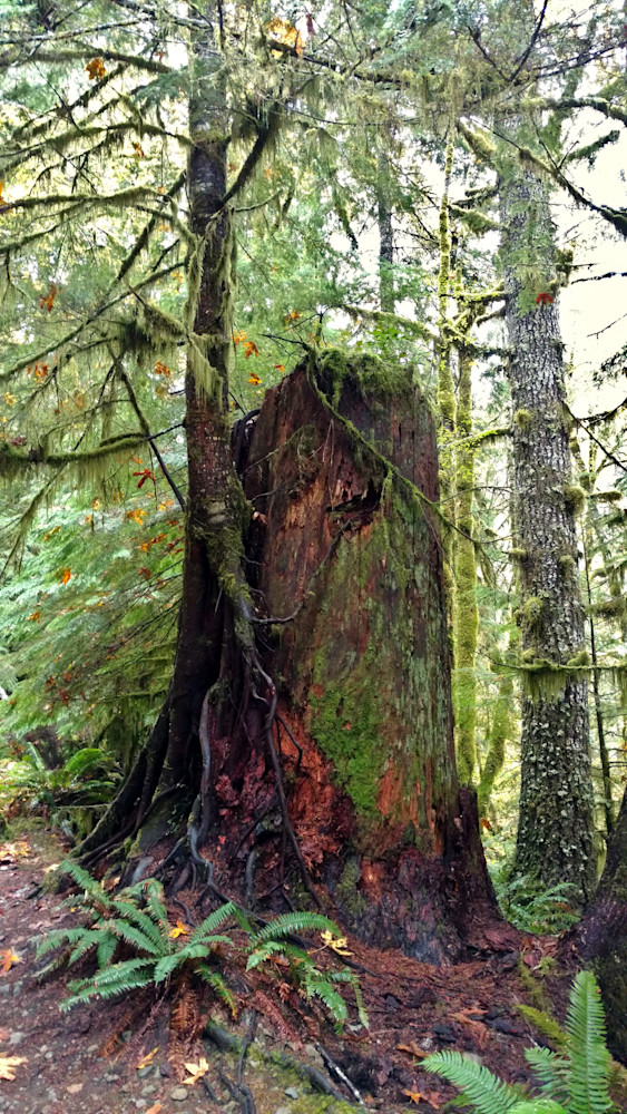 Weathered Nurse Log Photography Art | InYourBackyard