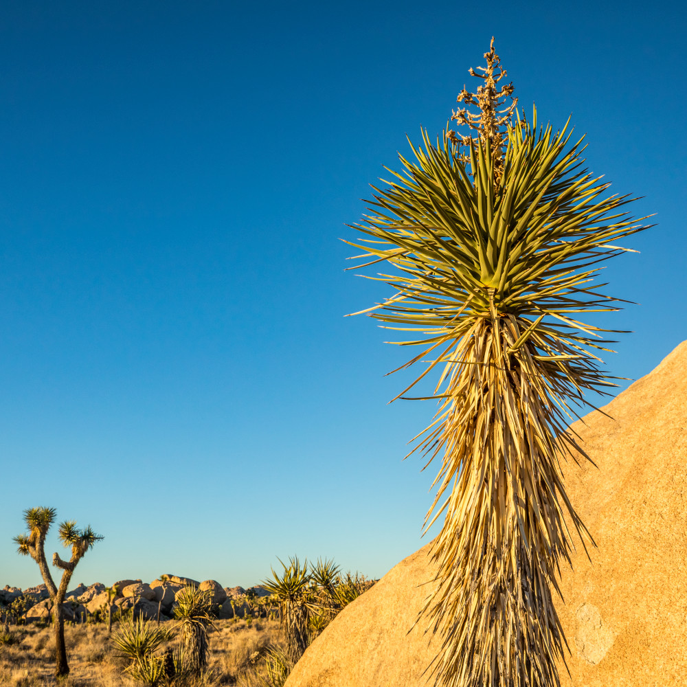 A tall mojave yucca at sunset in Joshua Tree National Park.