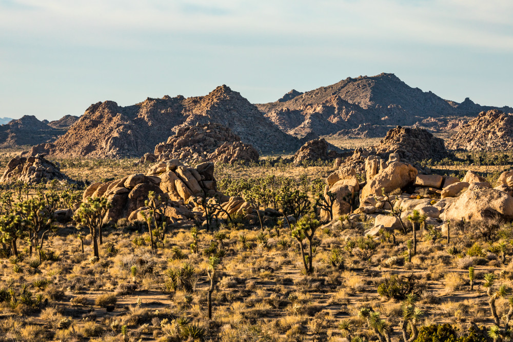 Joshua Tree National Park landscape, California, USA.