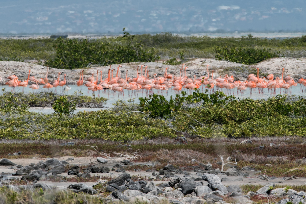 Flamingo Wetland Gathering Photography Art | Steve Rizzi Photography