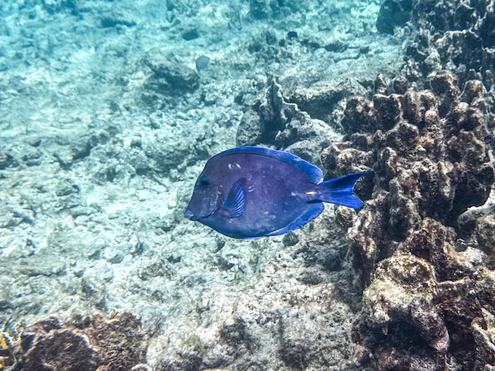 Blue Tang Exploration Photography Art | Steve Rizzi Photography