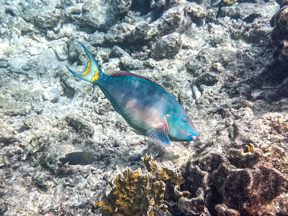 Coral Reef Parrotfish Photography Art | Steve Rizzi Photography