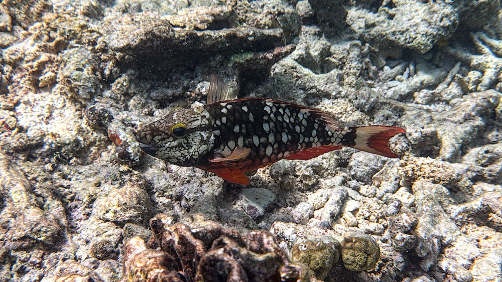 Coral Sentinel Photography Art | Steve Rizzi Photography