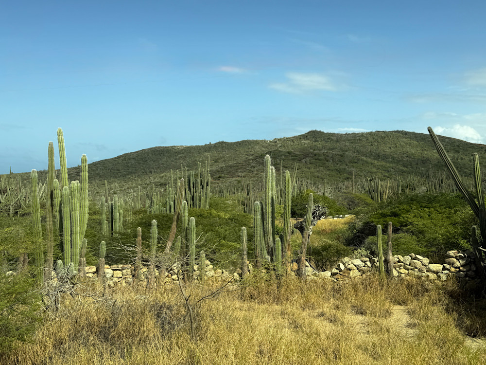 Cactus Horizon Photography Art | Steve Rizzi Photography