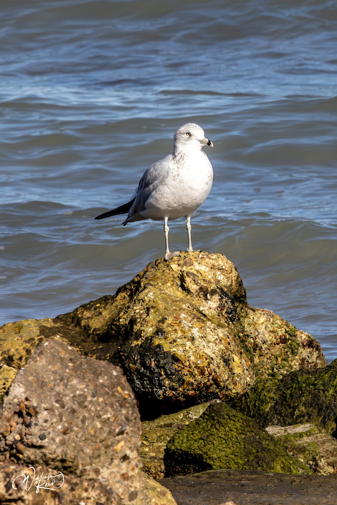 Ring-Billed Gull on Coastal Rock | Fine Art Coastal Photography