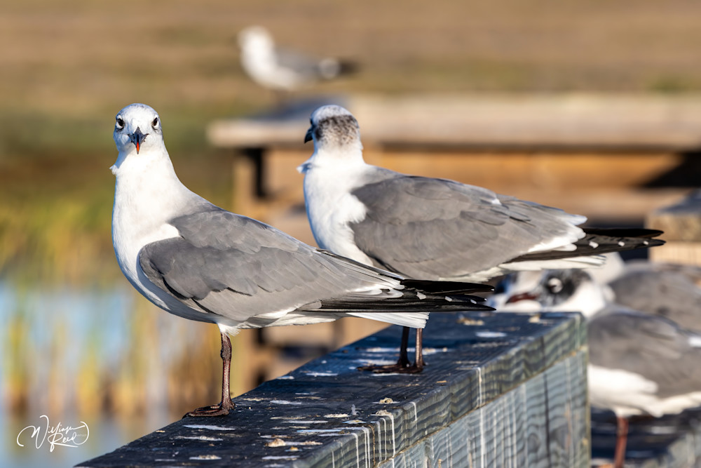 Ring-Billed Gull on Pier | Coastal Wildlife Fine Art Ph