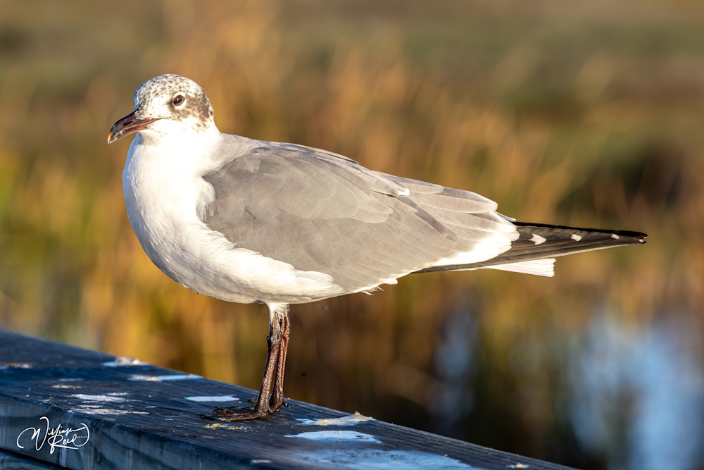 Ring-Billed Gull in Golden Marsh Light – Coastal Fine Art Photography | William Reed