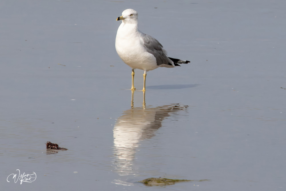 Ring-Billed Gull Reflection – Coastal Bird Fine Art Photography | William Reed