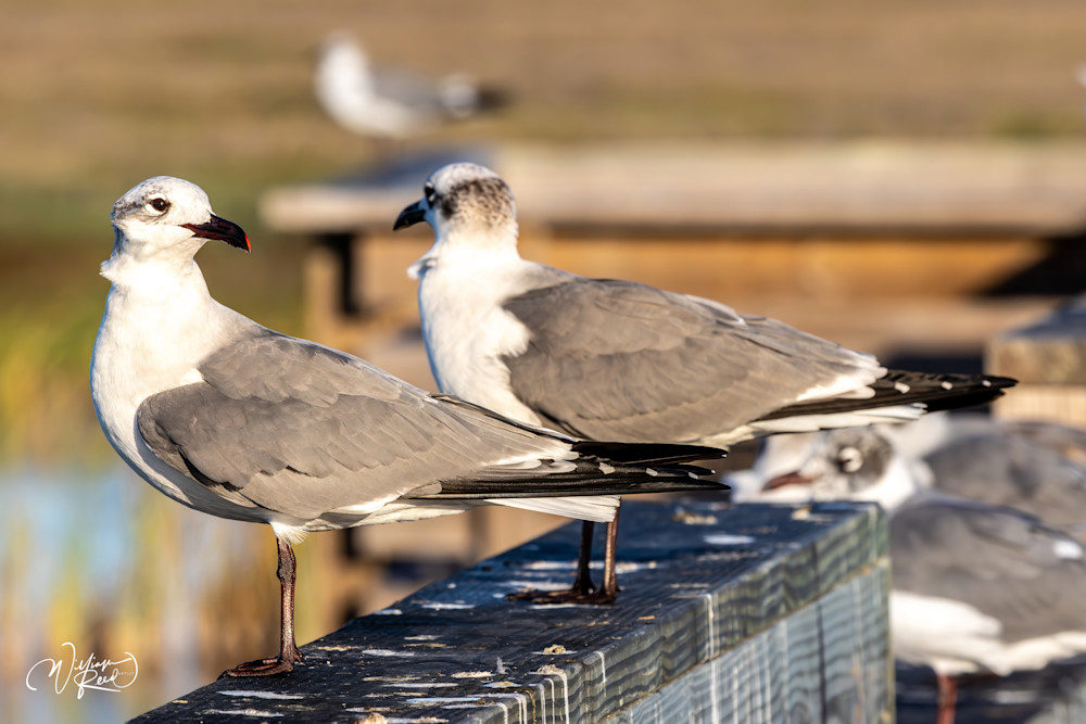 Flying Seagull Fine Art Print – Coastal Bird Photography | William Reed