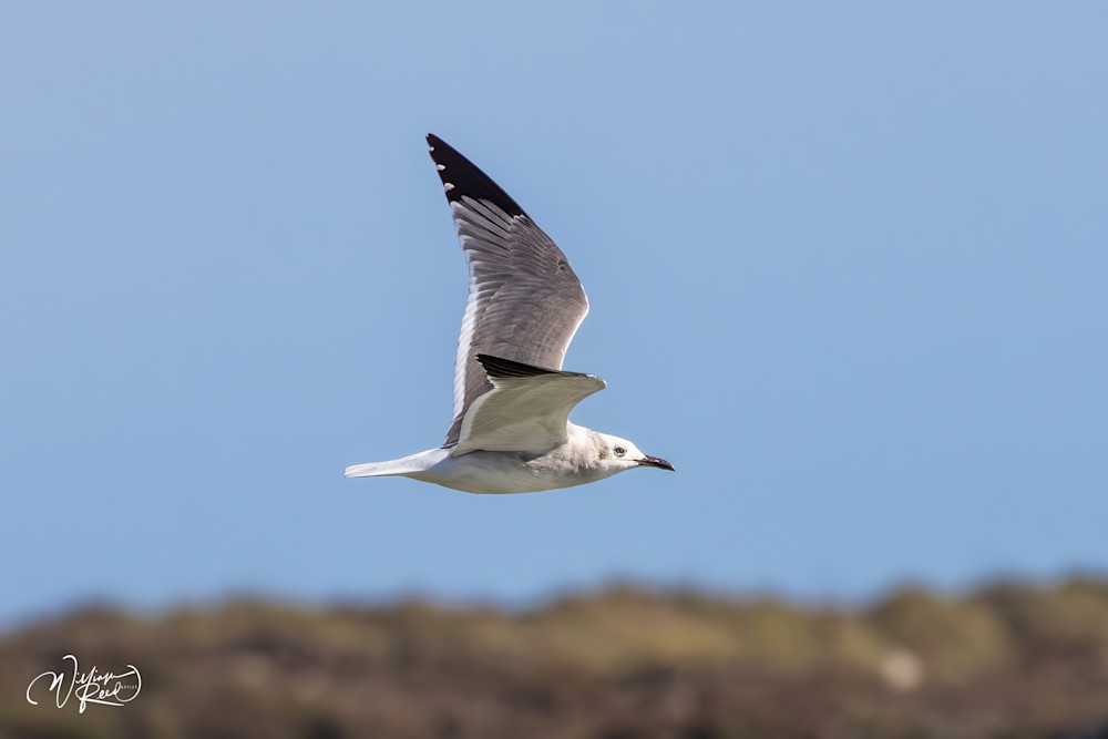 Flying Seagull Fine Art Print – Coastal Bird Photography | William Reed