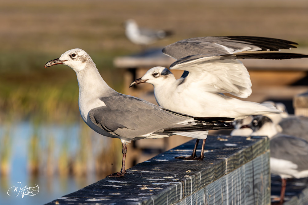 Seagulls on Pier Fine Art Print – Coastal Wildlife Photography | William Reed
