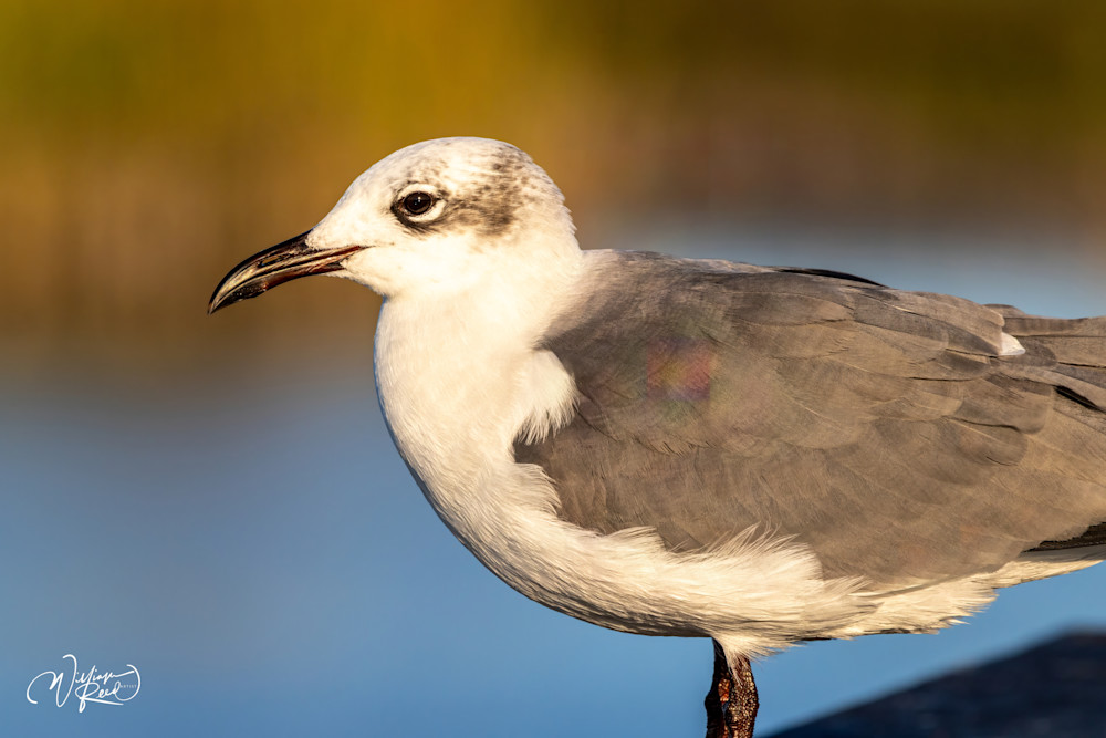 Gull Portrait Fine Art Print – Coastal Bird Photography | William Reed