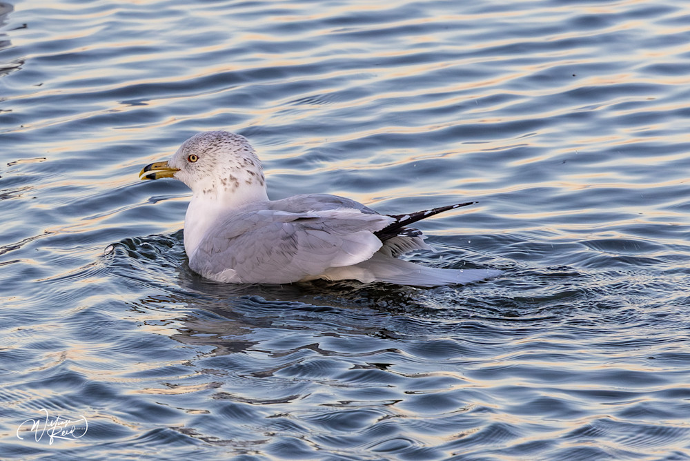 Ring-Billed Gull Fine Art Print – Coastal Bird Photography | William Reed