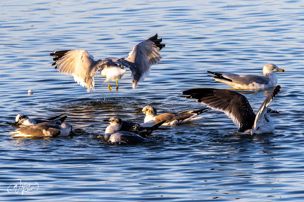 Gulls in Motion Fine Art Print – Coastal Wildlife Photography | William Reed