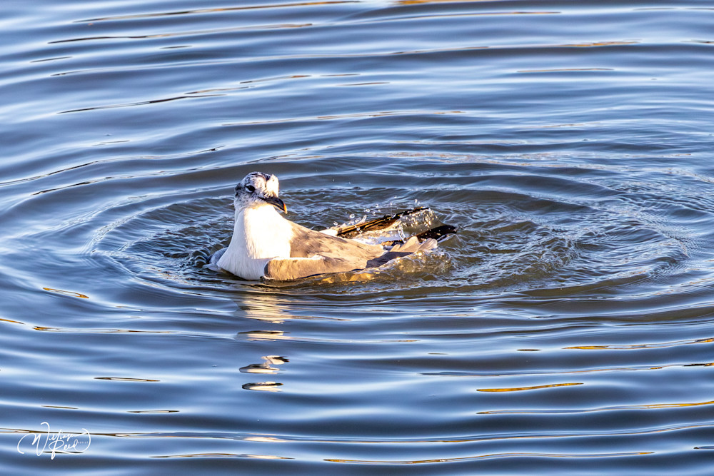 Laughing Gull Fine Art Print – Golden Water Ripples Photography | William Reed