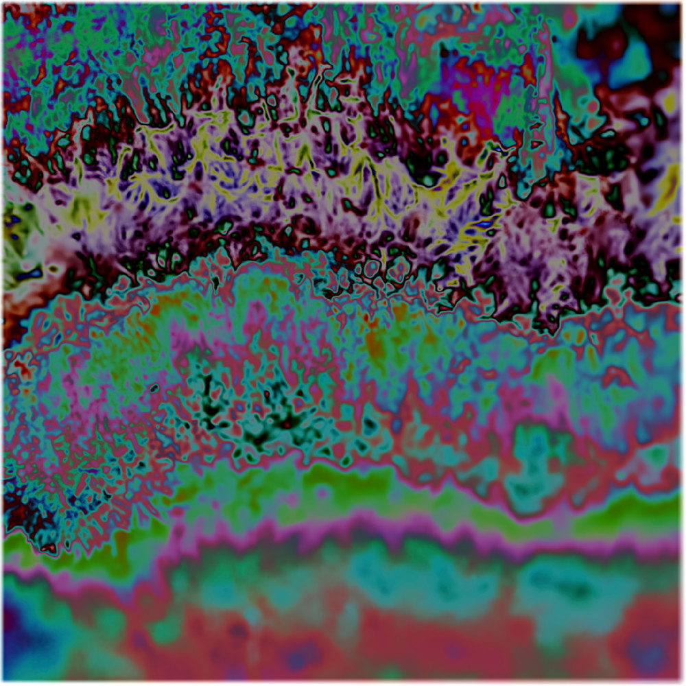 Turkey Tail Alt – fine art nature photography