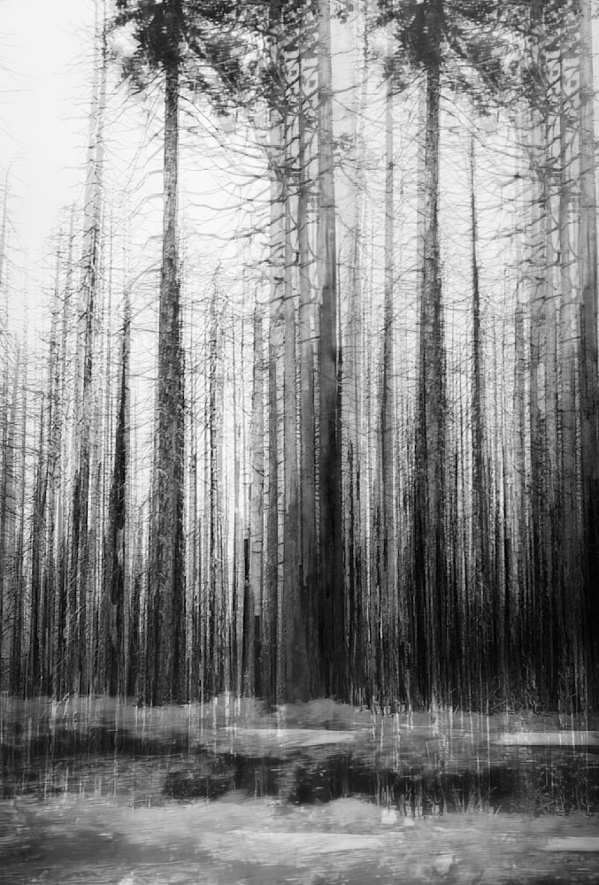 Echoes in the Pines – Fine Art Black and White Forest Print