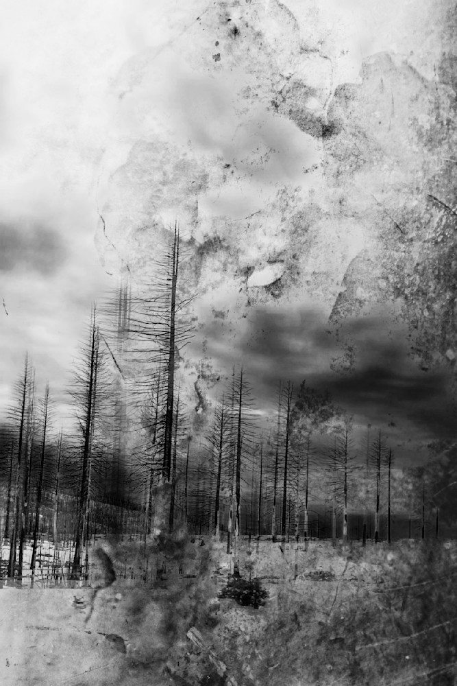 Ashen Forest Remnants – Burned Forest Landscape Fine Art Photography Print