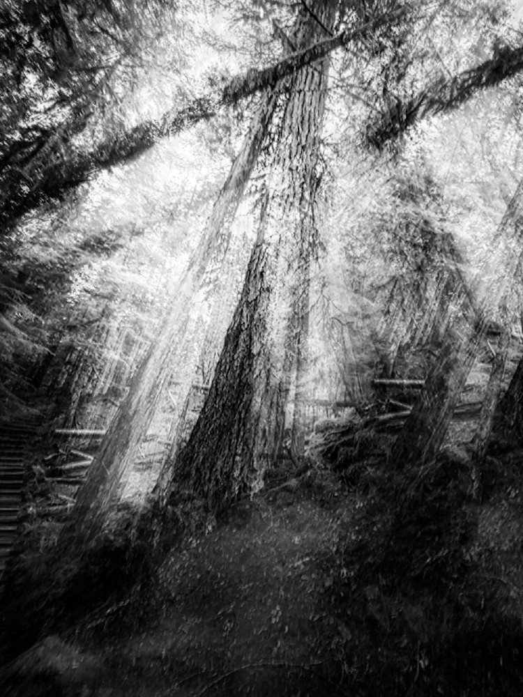 Memories of Moving Stillness – Black and White Forest Photography Print | Janie Lynn Fine Art