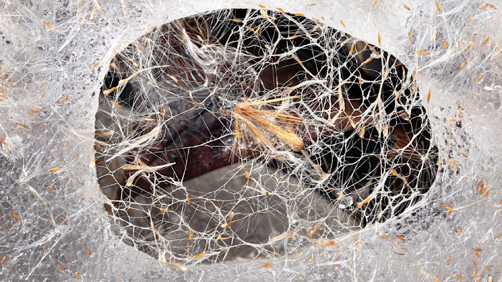 Lattice Aperture – abstract ice photography