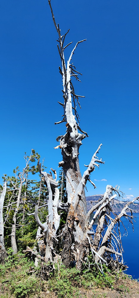 Whitebark Pine   Crater Lake Photography Art | InYourBackyard
