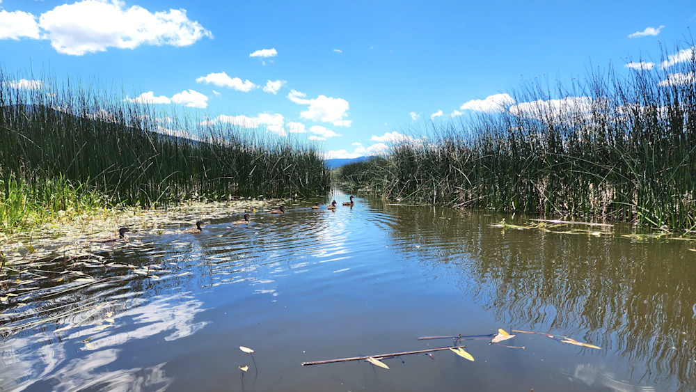 Momma Duck & Duckings At Davis Lake Photography Art | InYourBackyard