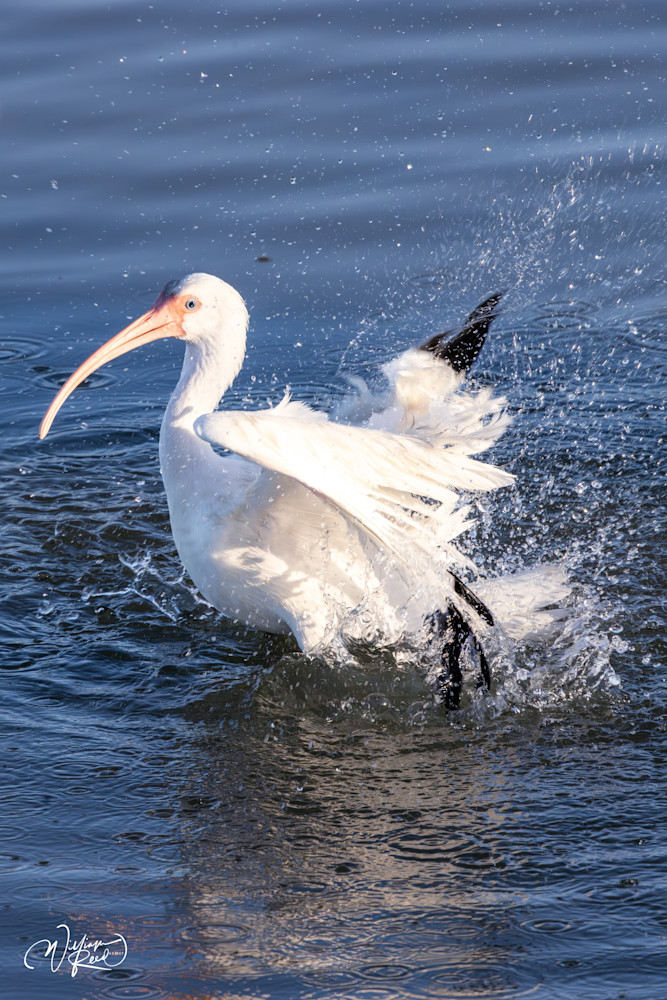 White Ibis Wildlife Photography Print | Coastal Bird Art by William Reed