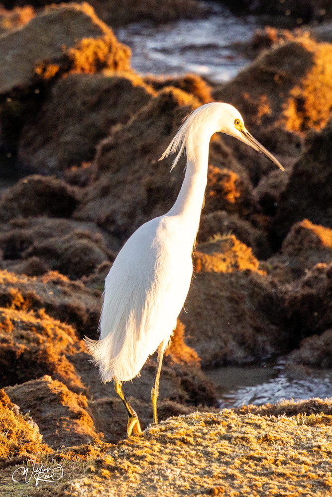 Snowy Egret Wildlife Photography Print | Golden Coastal Bird Art by William Reed