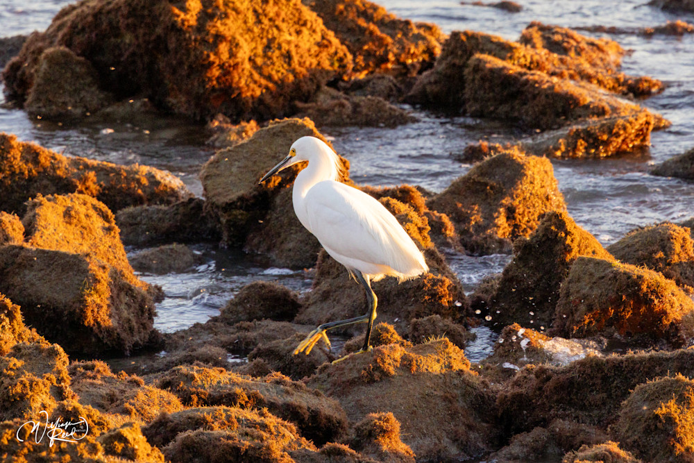 Snowy Egret Coastal Wildlife Print | Tidal Shore Photography by William Reed